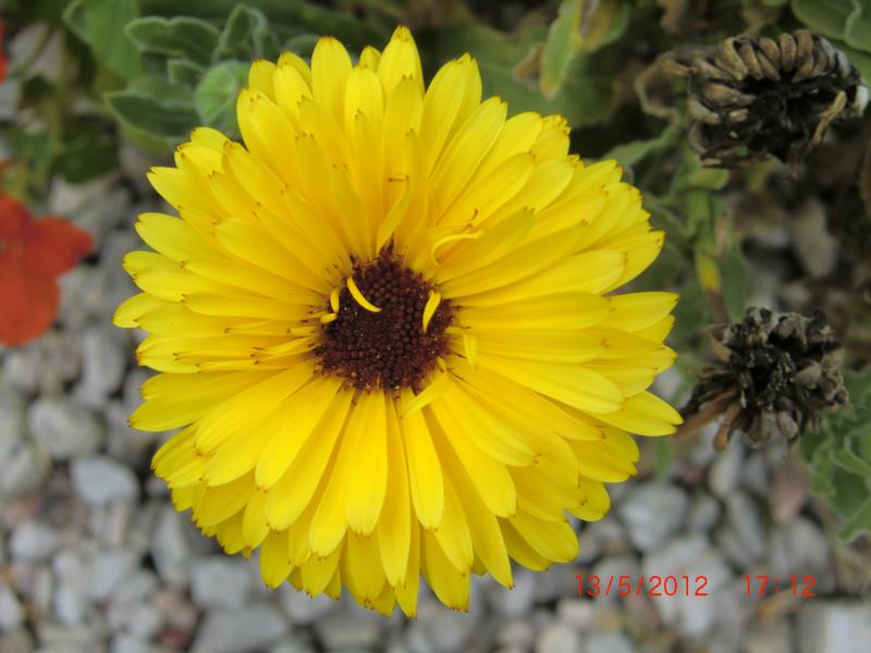 Ringelblume