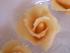 fertige Rose