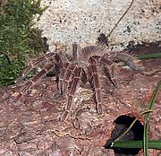 Vogelspinnen und andere Terrarientiere