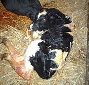 Landwirte im CK