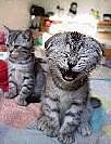 Lachen ist gesund!