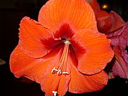 * * * Amaryllis und andere Sch&ouml;nheiten * * *
