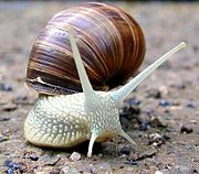 Slowfood - Philosophie und Praxis