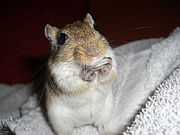 Rennmaus