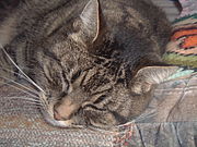 Katzenfreunde