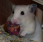 Hamster