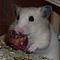Hamster