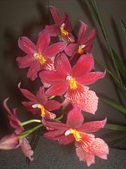 Orchideen