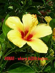 HAWAII