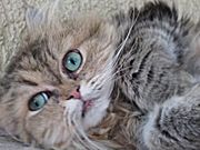Der Schmusekatzen-Club
