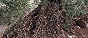 Natives Oliven&ouml;l extra - das Original