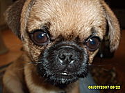 Hundefreunde