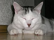 Meine Katze/n und ich