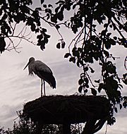 Ein zauberhaftes Fleckchen Erde -- Das *Elsass*