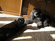 Hunde, Katzen und andere tierische Lieblinge