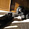 Hunde, Katzen und andere tierische Lieblinge