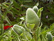 Schrebergarten