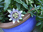 Der Gartenfan-Club