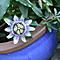 Der Gartenfan-Club