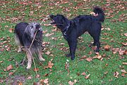 TIERE, bei denen wir leben d&uuml;rfen*