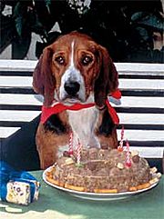 Backen und kochen f&uuml;r Tiere
