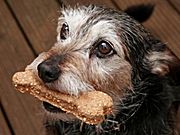 Hundekekse selbst gebacken