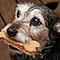 Hundekekse selbst gebacken