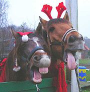 Weihnachten und andere Katstrophen