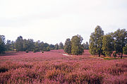 Die L&uuml;neburger Heide