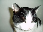 Katzenohren,