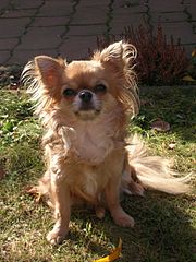 Chihuahua und andere kleine Hunde