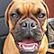 Boxer - ein Clown auf vier Pfoten