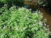 Wildkr&auml;uter in der K&uuml;che