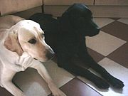 Retriever Fans