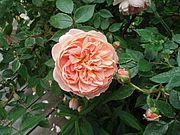 Rosenliebhaber