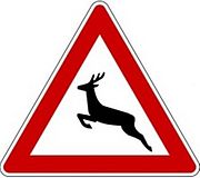 Ich mag`s wild