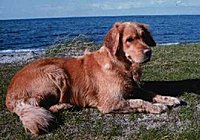 Das ist julehund2!