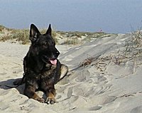 Das ist clint!