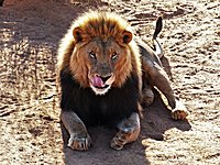 Das ist darklion!