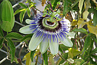 Das ist pasiflora!