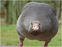 Das ist Hermel!