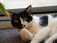 Das ist Gismokatze99!