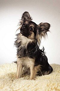 Das ist RinTinTin!