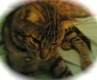 Das ist Minimuffin!