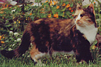 Das ist gartenkatze!