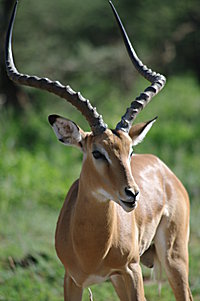 Das ist impala!