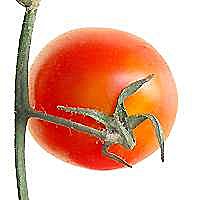 Das ist veggielover!