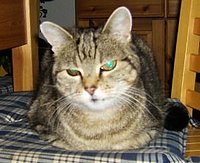 Das ist Waldhörnchen!