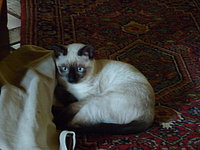 Das ist fenji!