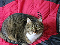 Das ist chipsletty!
